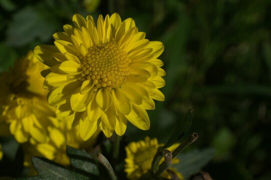 Planta familia de girasol con unas enormes flores amarillas