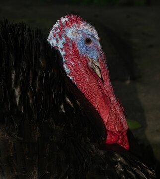 Enorme ave pavo con su cresta o moco con sus colores rojos azulados