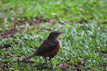 little bird on the lawn. bird on the grass. nature details. free animal.