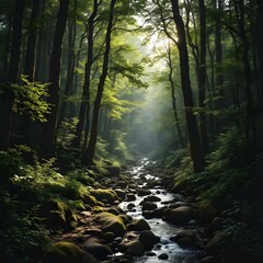 Obraz premium Lush Forest with Babbling Creek