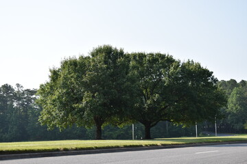 Twin Trees