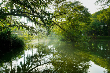 Enchanting pond surrounded by lush greenery and overhanging branches in a serene natural setting, capturing the peaceful beauty of Sri Lanka's tropical landscape.