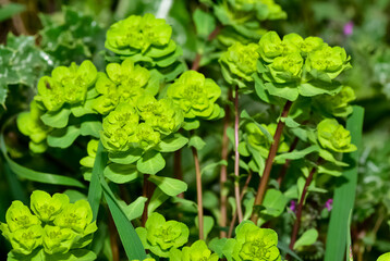 Fototapeta premium pictures of wild plants, medicinal flowers. photos of spurge flowers.