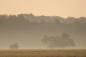 Morning fog blankets a meadow with distant forest silhouettes, creating a serene and atmospheric...