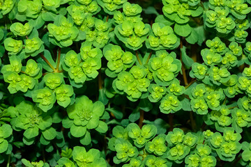 pictures of wild plants, medicinal flowers. photos of spurge flowers.