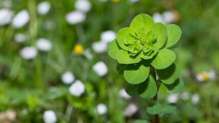 pictures of wild plants, medicinal flowers. photos of spurge flowers.
