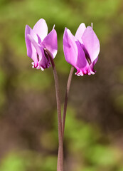 photo of pink cyclamen in its natural habitat