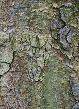 Beautiful close-up of the bark of ficus sycomorus
