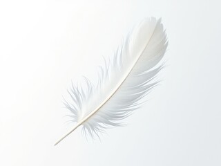 Obraz premium Delicate White Feather on Minimalist Light Grey Background