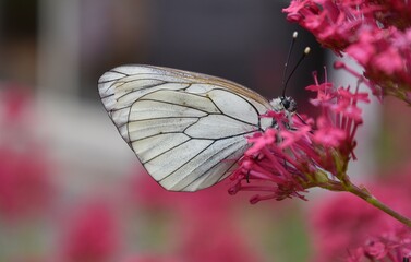 Papillon femelle Gazé, black-veined white (Aporia crataegi) butinant une fausse valériane (Centranthus ruber)