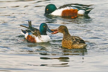 A Northern Shoveler duck couple engaged in courting behavior during the breeding season in Colorado.