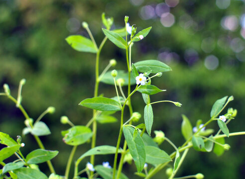  Memoremea scorpioides, omphalodes scorpioides grows in the wild in the forest