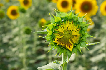 yellow flowers, agricultural products. photos of sunflowers.