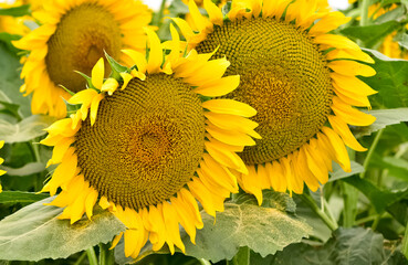yellow flowers, agricultural products. photos of sunflowers.