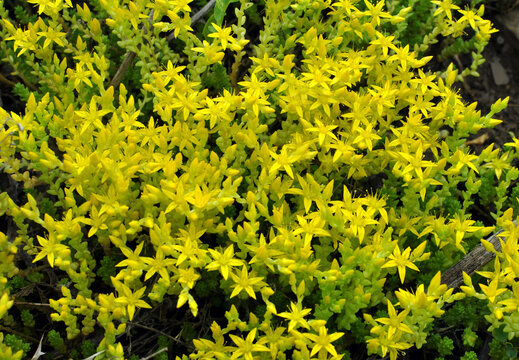 Caustic stonecrop (Sedum acre) grows in the wild
