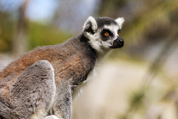 Ring-tailed lemur in side profile.