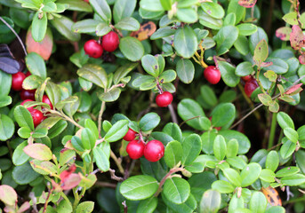  Lingonberries (Vaccinium vitis-idaea) are ripening on the bush