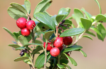  Lingonberries (Vaccinium vitis-idaea) are ripening on the bush