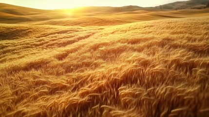 Obraz premium Golden wheat fields glowing under the warm sunlight during sunset, creating a serene and picturesque rural landscape with rolling hills in the background, AI