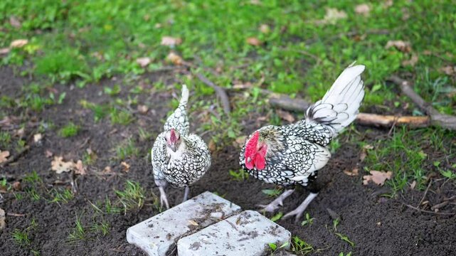 Two silver-laced Sebright chickens, a rooster and a hen, forage for food in a park setting. The green grass and scattered branches provide a natural backdrop. This scene evokes themes of farm life