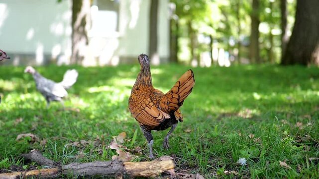 A golden chicken stands in the foreground, while a Sebright rooster and two hens walk in the background on a green lawn. Rural life concept, poultry farming.