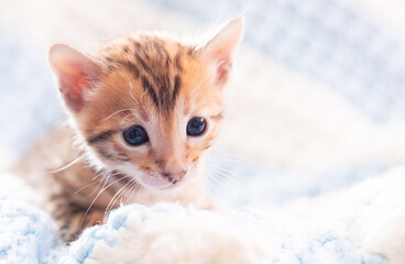 A small, fluffy kitten gazes curiously, nestled in a warm blanket. Its bright eyes shine with...