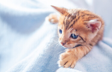 This fluffy little kitten with bright blue eyes playfully stretches out its paws, exploring the soft blue blanket in a warm, inviting indoor space filled with sunlight.