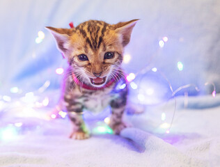 Small fluffy kitten plays joyfully among colorful twinkling lights on a soft blue blanket, bringing warmth and cuteness into the room