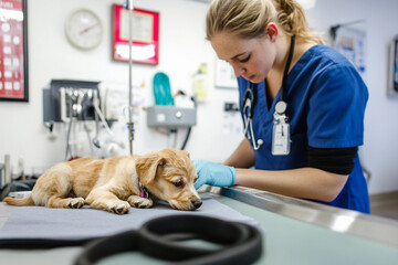 Caring veterinarian attends to sick puppy in clinic