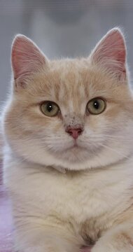 Charming cat posing elegantly for stunning portrait photography