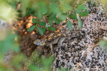 Lizard Laudakia stellio or Stellagama stellio. Also named stellion, painted dragon or starred agama. Space for text.