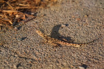 Lizard Laudakia stellio or Stellagama stellio. Also named stellion, painted dragon or starred agama. Space for text.