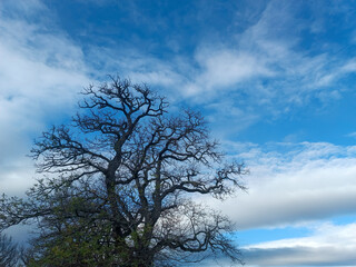 El árbol de la vida