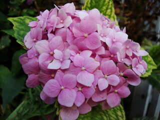 Fototapeta premium Flores / Flowers