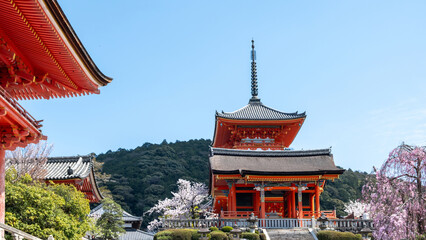 Obraz premium Japanese traditional temple and cherry blossoms, blue sky. Spring sakura season, Japan.