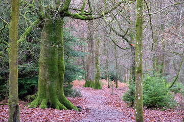 Path along the Tall Trees walking trail through Blackwater Arboretum, at Rhinefield Ornamental Drive in the New Forest, Hampshire, near the village of Brockenhurst. 