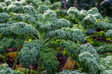 Winter hardy, frost resistant, kale by the name Winterborn, growing in a kitchen garden in...