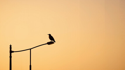 Bird perched on lamp post against soft orange sky