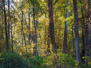 Obraz premium Sunlight streams through a vibrant fall colored forest in West Virginia, casting a warm glow on the autumn landscape.
