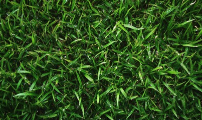 Obraz premium Lush green grass with dew drops, vibrant texture, natural background, fresh and healthy appearance