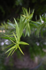 BROTES DE HOJA ARAUCARIA ÁRBOL NATIVO