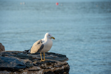 une mouette sur un rocher au bord de la mer
