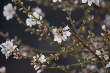 Obraz premium gros plan sur des fleurs d'amandier et des bourgeons