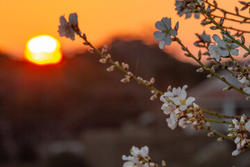 un amandier en fleurs au bord de la mer avec un soleil levant en arrière fond