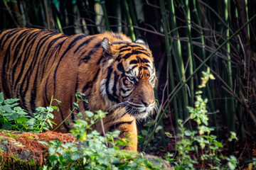 Obraz premium Sumatratiger in der Wildnis – majestätischer Raubtierblick