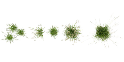 set of Carex,Calamagrostis plants on transparent background from the top view © Saifstock