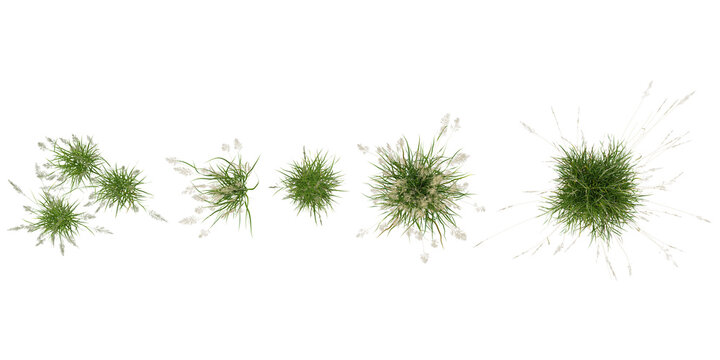 set of Carex,Calamagrostis plants on transparent background from the top view