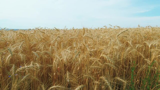 Harvest Time. Grain Summer Agriculture Concept. Wheat Field In Sunset Light. Ears Of Wheat On Field During Sunset. Golden Ears Of Wheat In A Field Against A Blue Sky With Clouds.