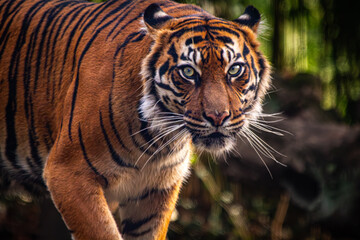 Fototapeta premium Sumatratiger in der Wildnis – majestätischer Raubtierblick