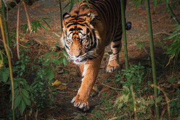 Sumatratiger in der Wildnis – majestätischer Raubtierblick